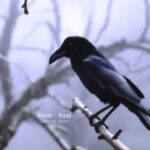 دانلود آهنگ جدید موئر کال